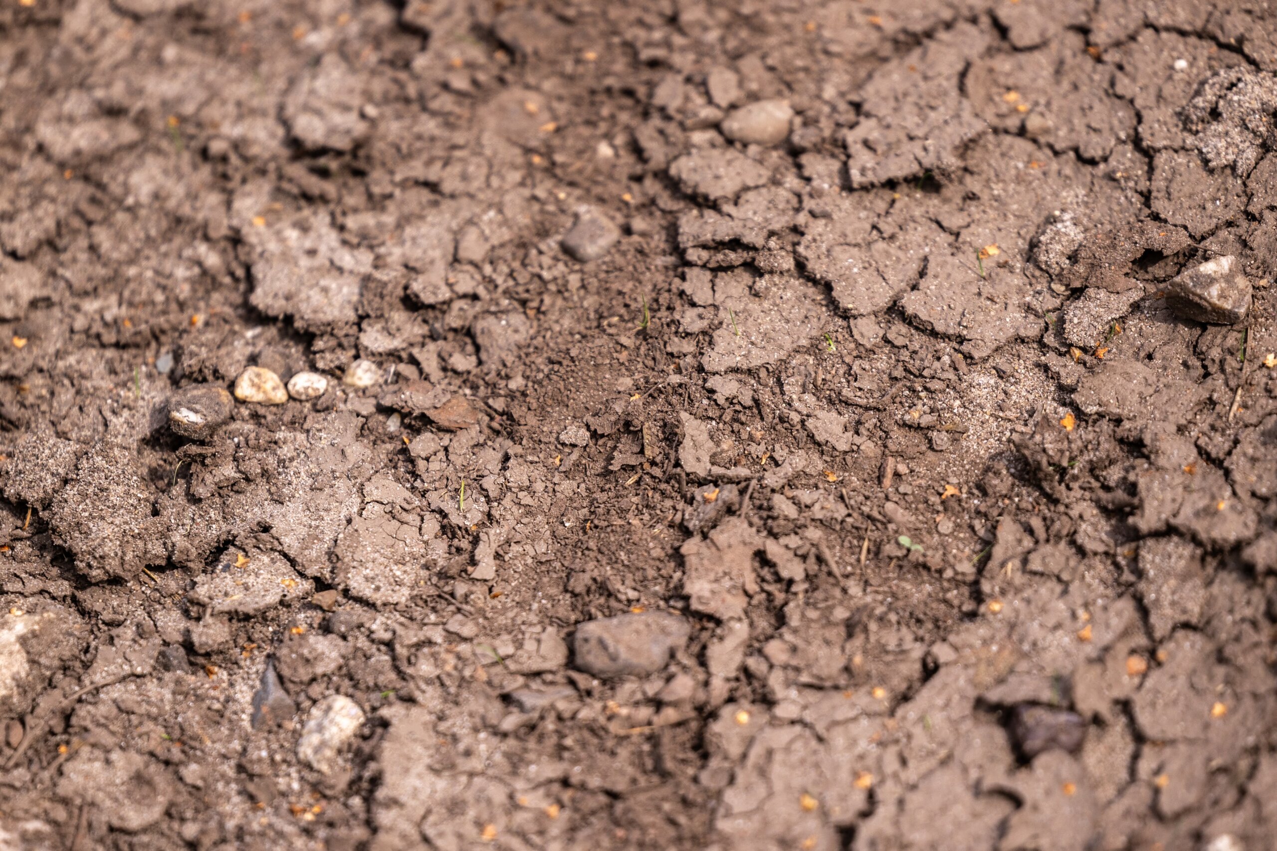 Secan 2.5 54R Monochrome