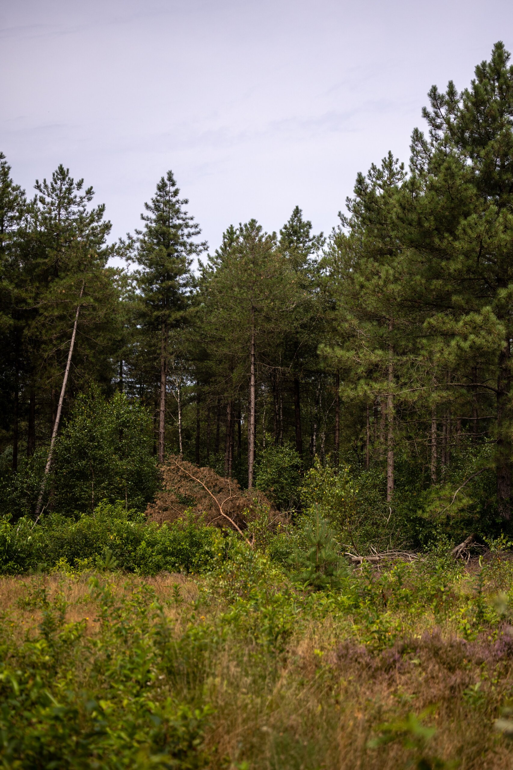 Secan 2.5 54R Monochrome