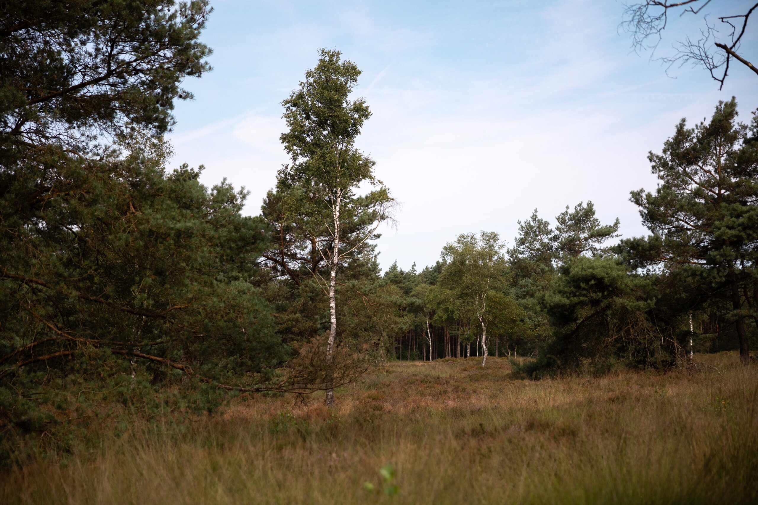 Secan 2.5 54R Monochrome