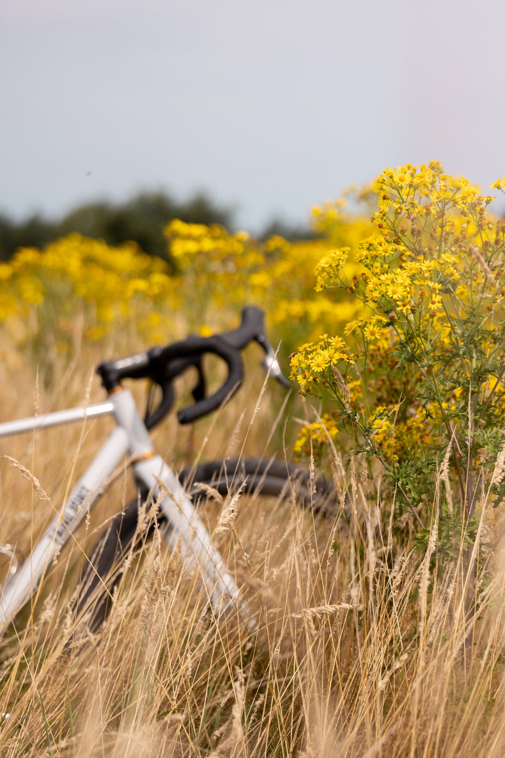 Secan 2.5 54R Monochrome