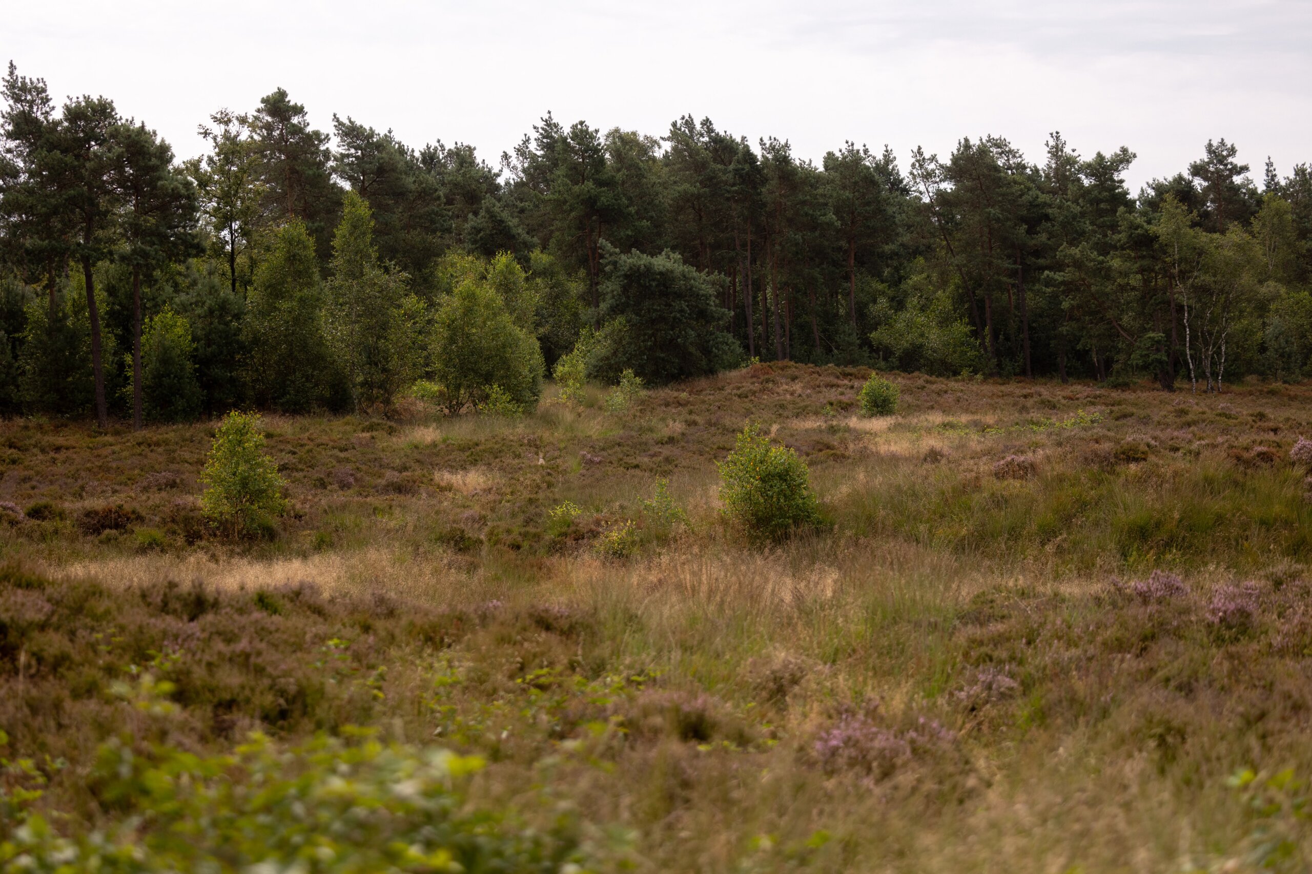 Secan 2.5 54R Monochrome