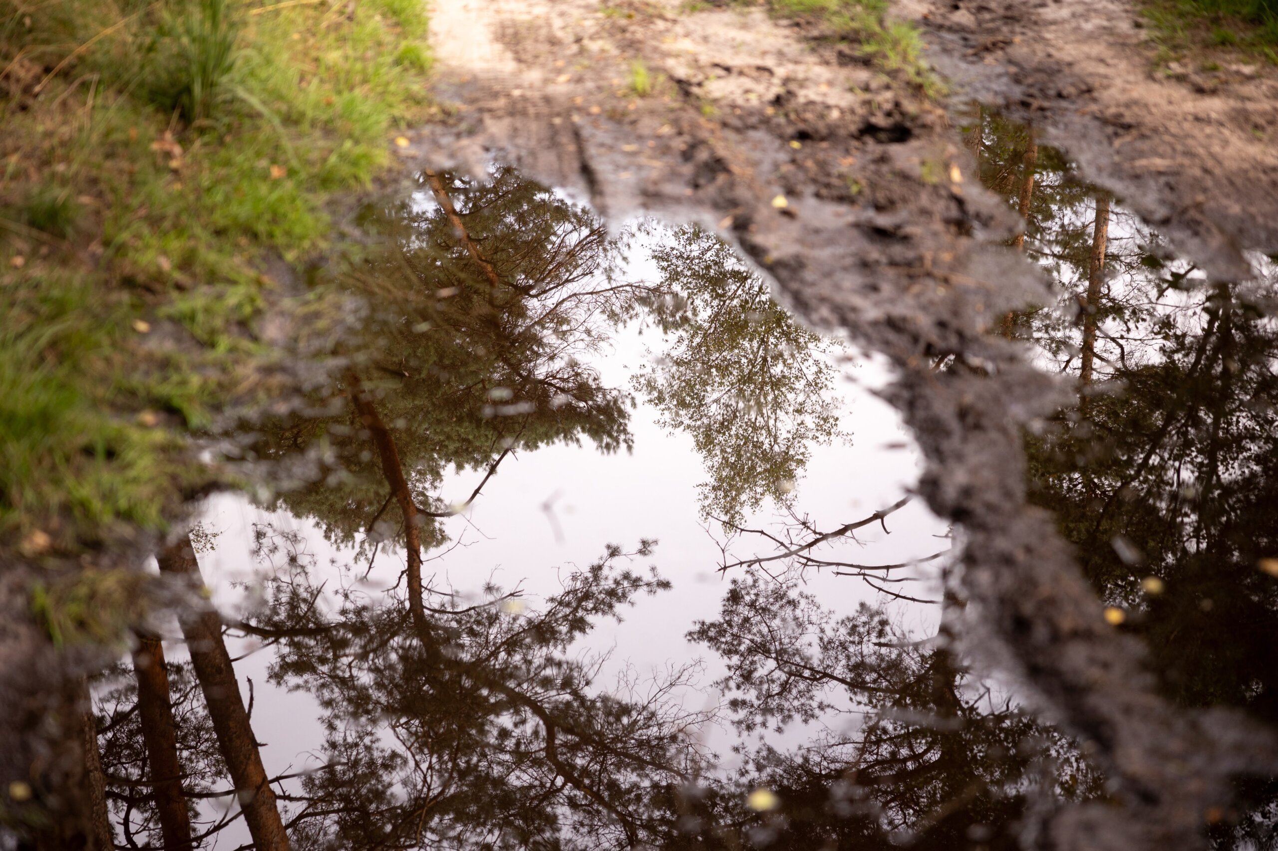 Secan 2.5 54R Monochrome