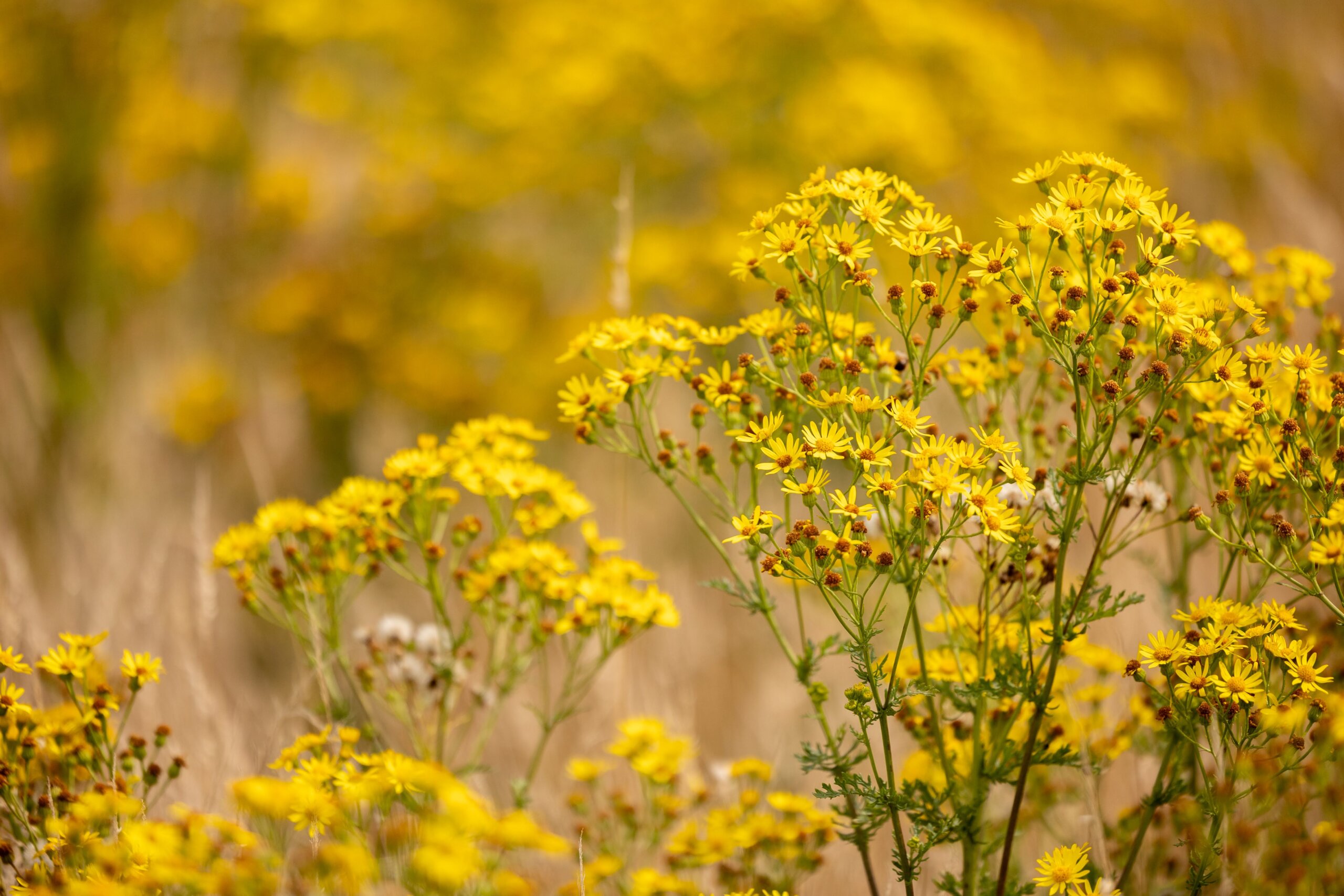 Secan 2.5 54R Monochrome