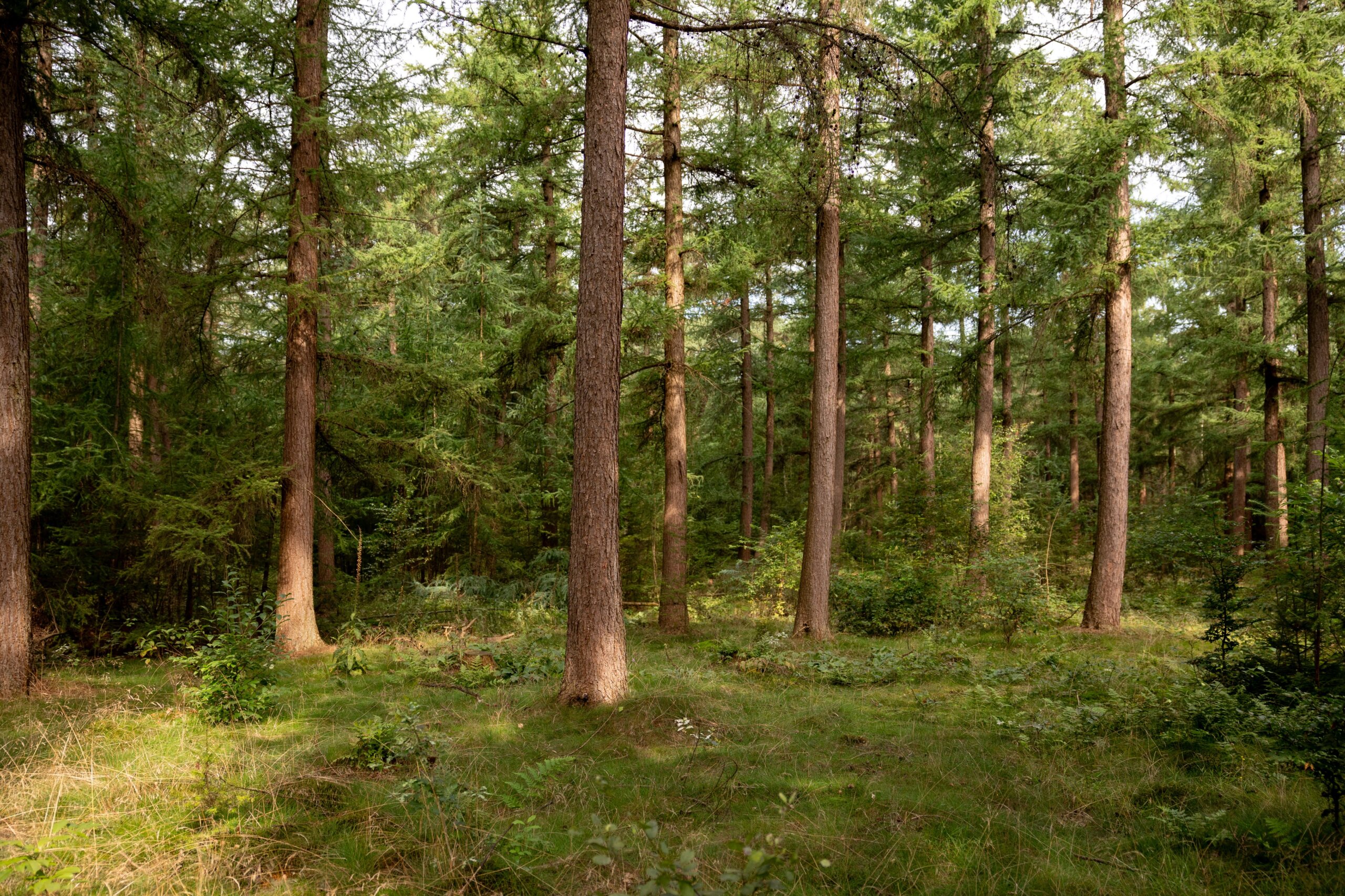 Secan 2.5 54R Monochrome