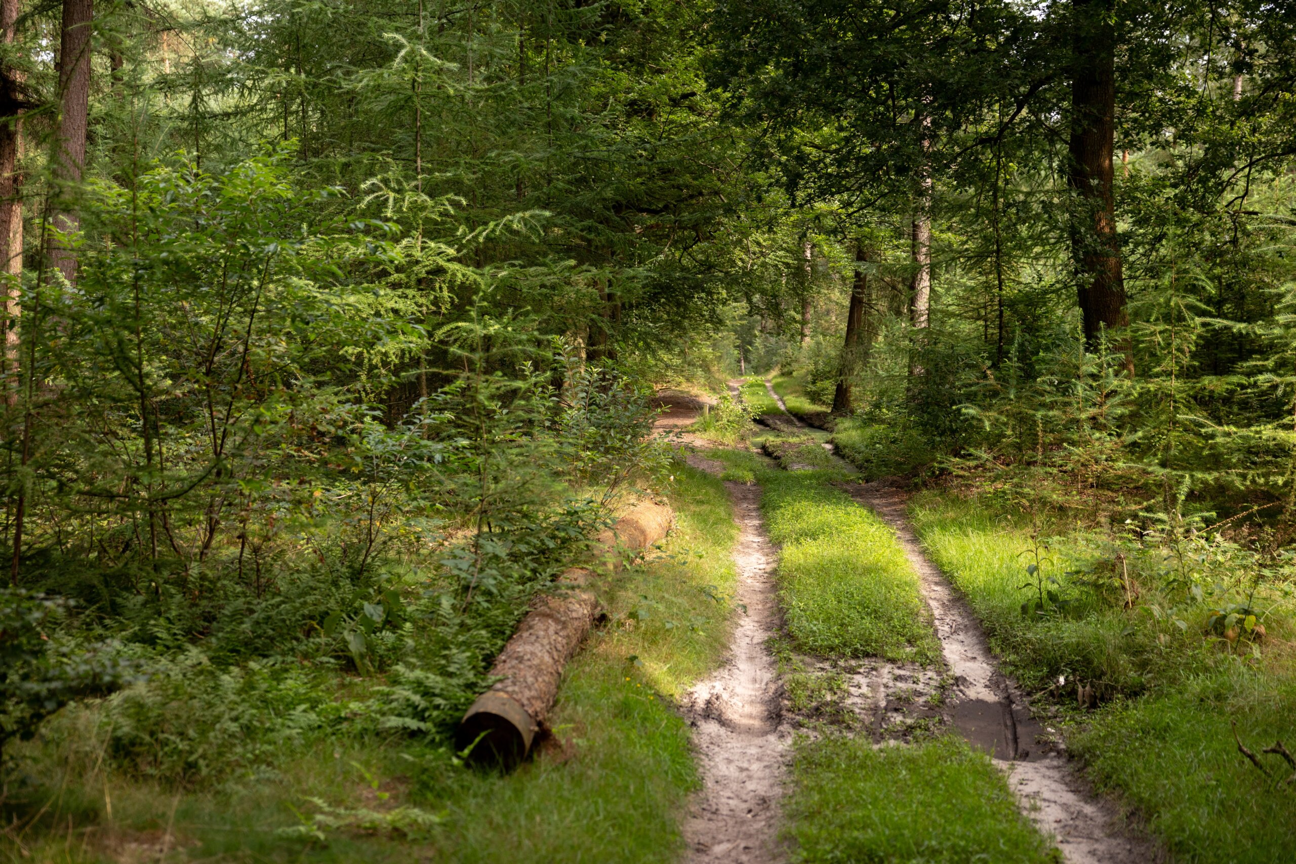 Secan 2.5 54R Monochrome