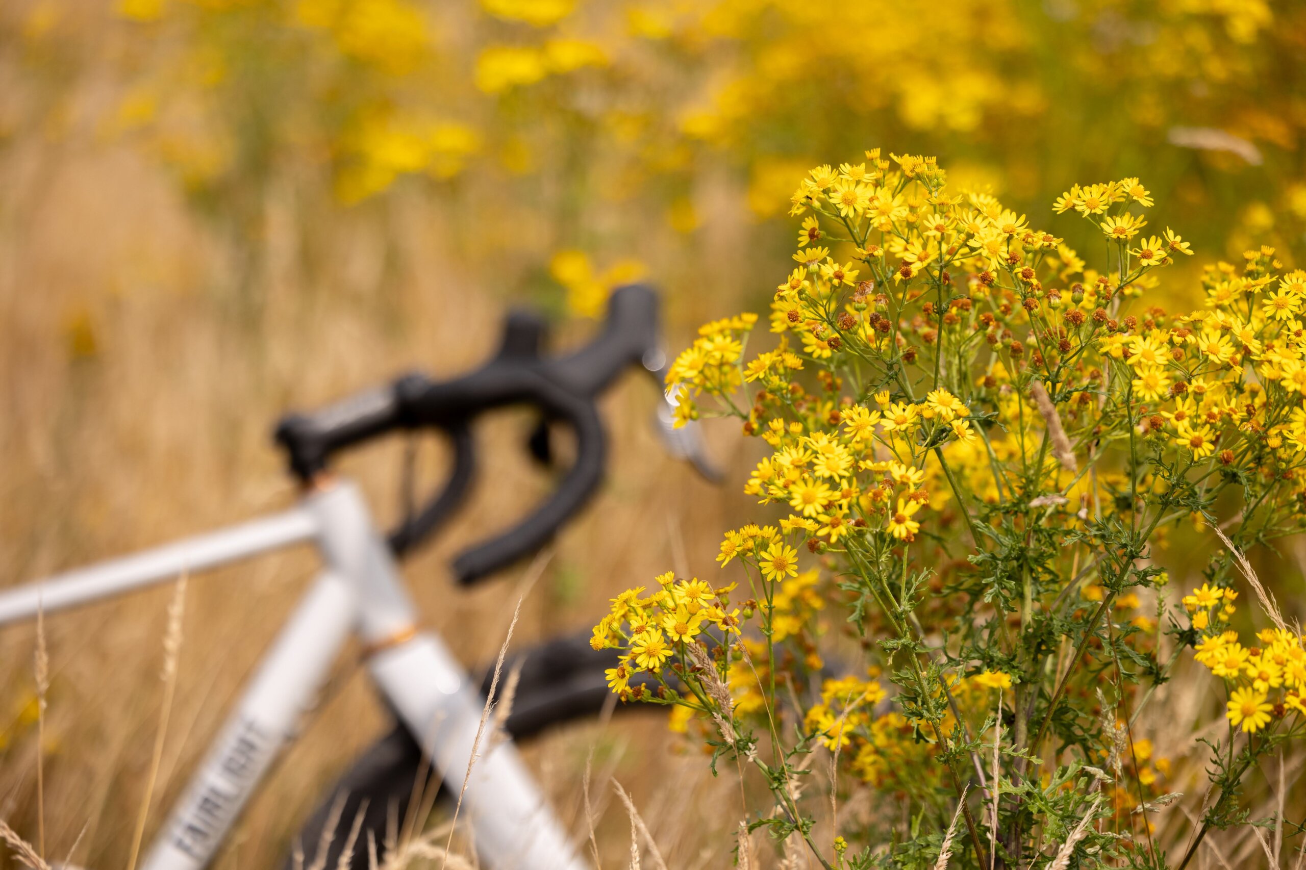 Secan 2.5 54R Monochrome