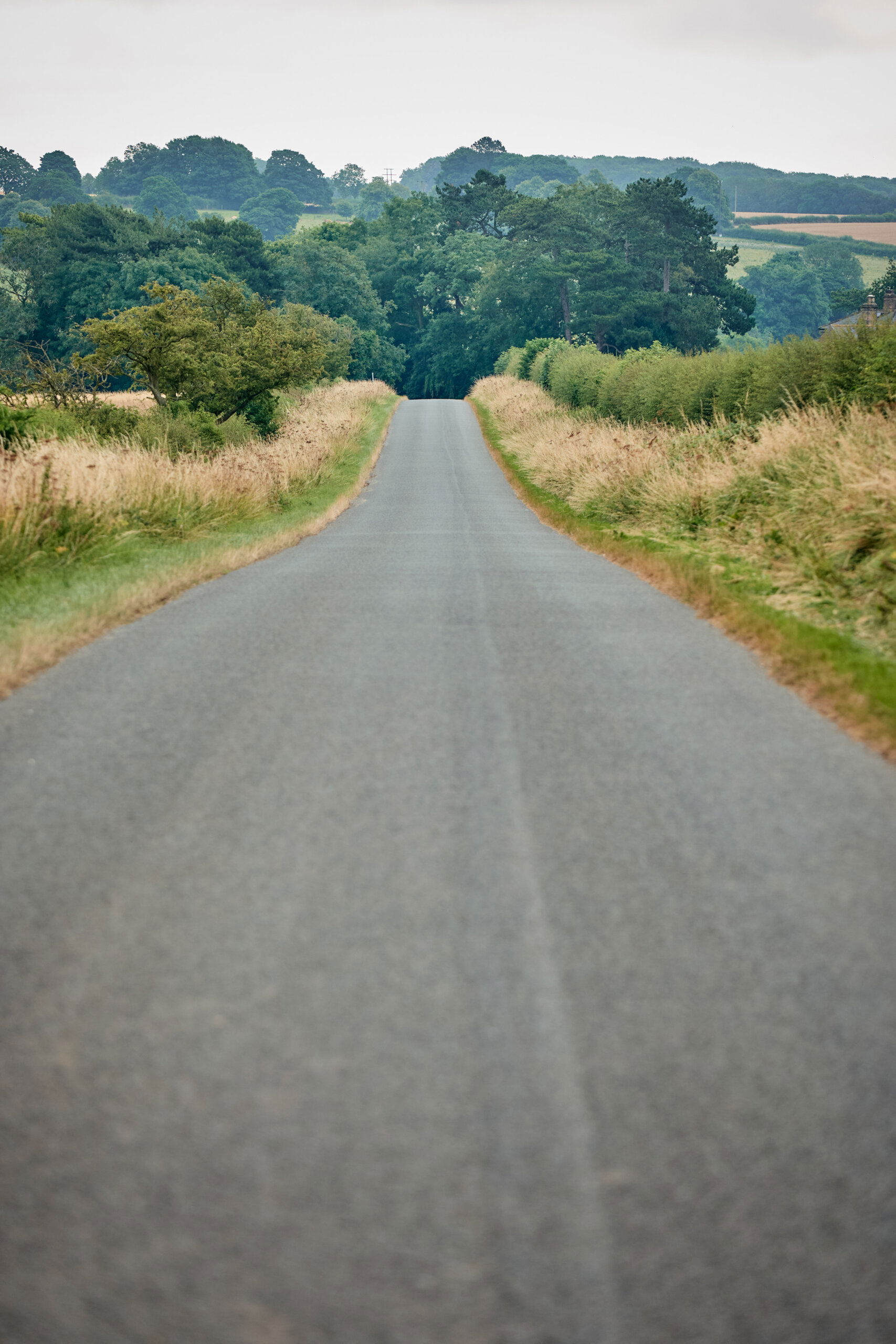 Secan 2.5 54T Iridescent Plum