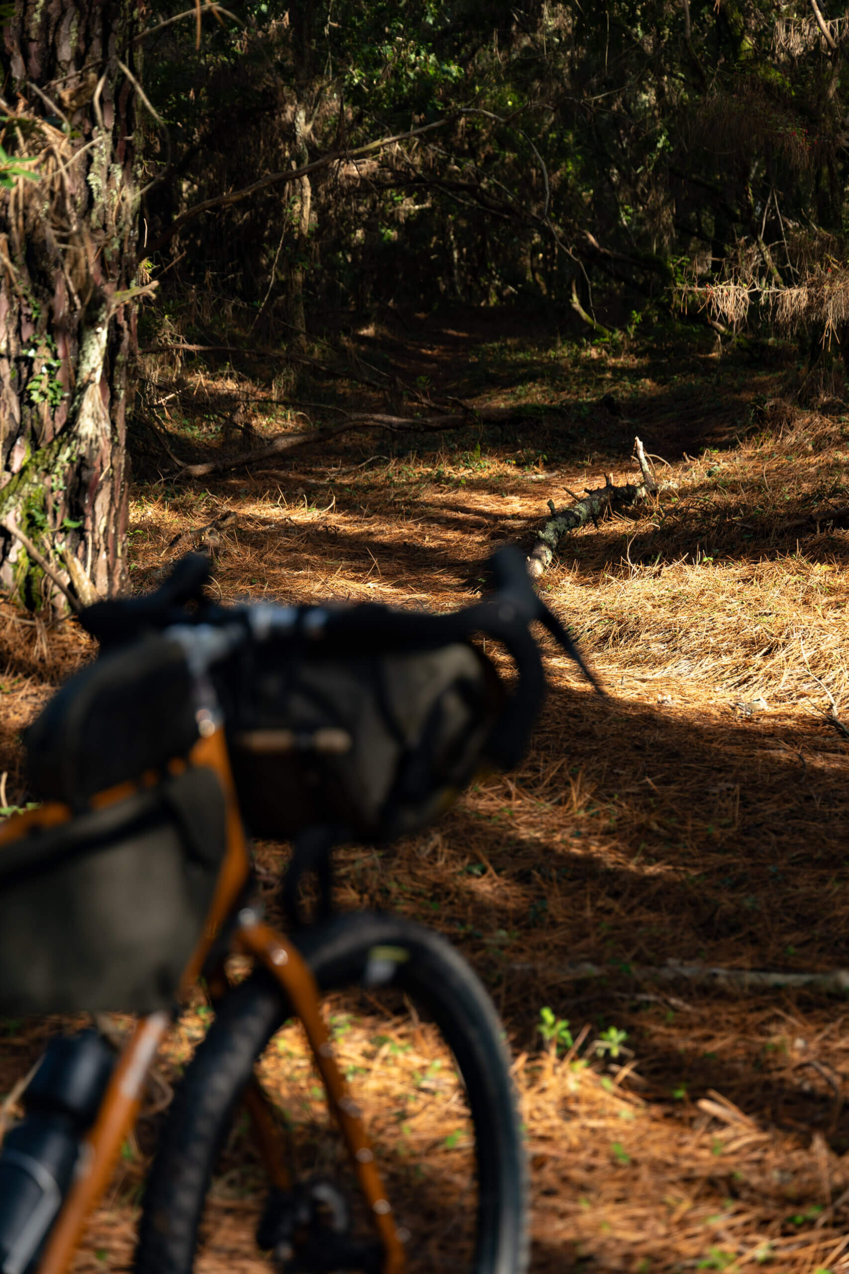 Faran 2.5 58T Winter Bracken