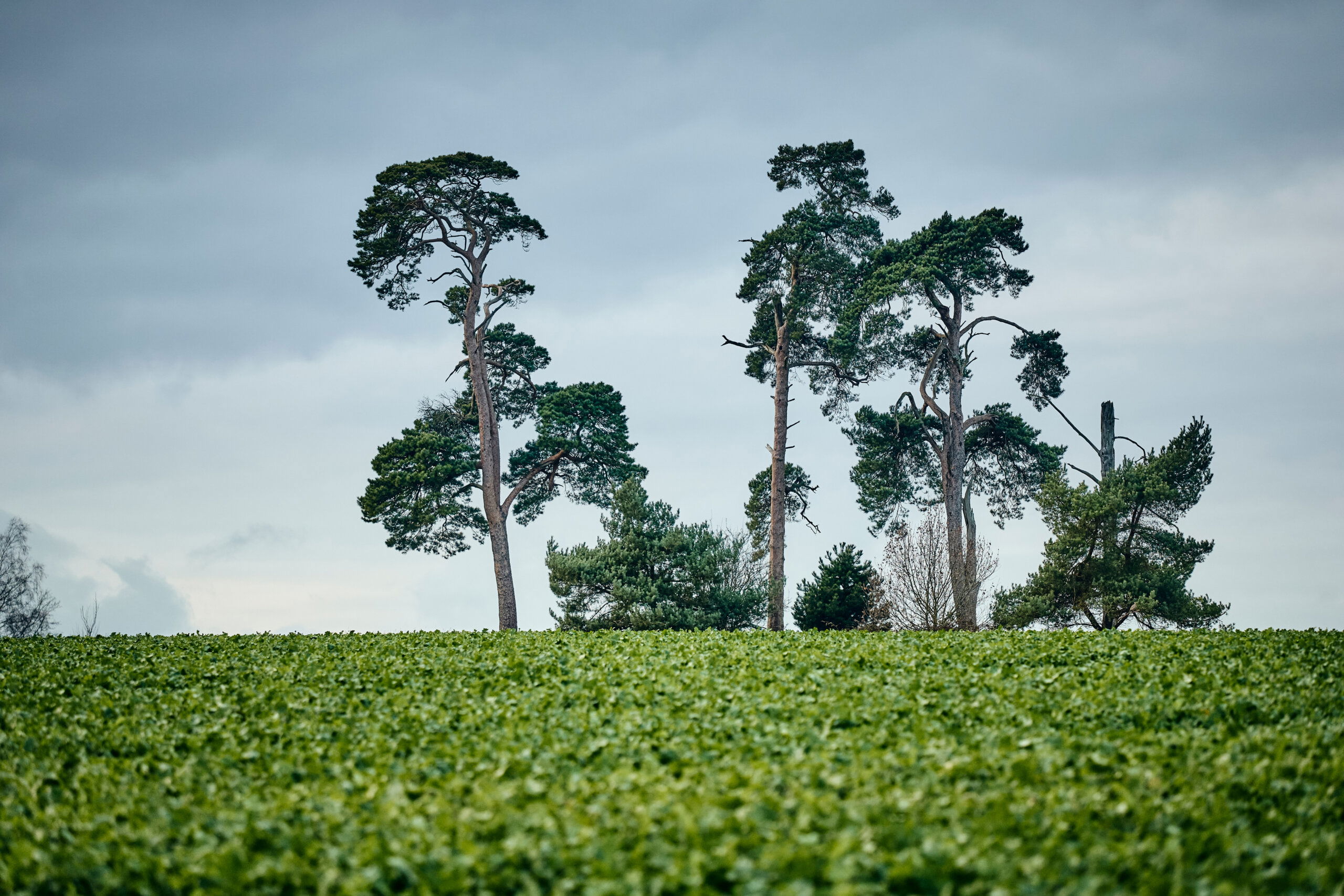 Secan 3.0 56R Pearlescent Blue